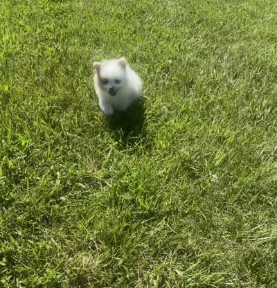 fizzle, a male Pomeranian for sale in Warsaw, IN – 6 of 6