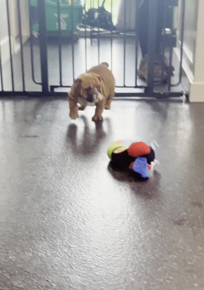 Duchess, a female English Bulldog for sale in Warsaw, IN – 6 of 6