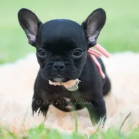 Sweet Pepper AKC, a female French Bulldog for sale in Warsaw, IN – 5 of 5