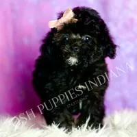 Dee dee, a female Poodle - Toy  for sale in Warsaw, IN – 4 of 8
