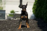 processed/074afcef-7574-4d9d-9caa-7b64469b39ab/listing/6b023a56-4832-48ee-8567-2a17c19cea73/2d62f5bd-0133-4928-9676-579be0355922