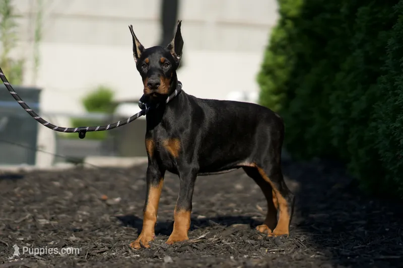 AKC EURO Dutches DelNasi Lines