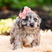 Gucci, a female Yorkshire Terrier and Poodle - Toy  for sale in Warsaw, IN – 3 of 7