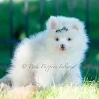 Marshmallow, a male Pomeranian for sale in Warsaw, IN – 3 of 6