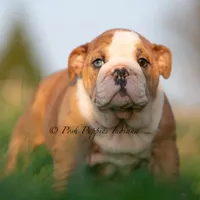 Mable, a female English Bulldog for sale in Warsaw, IN – 2 of 7