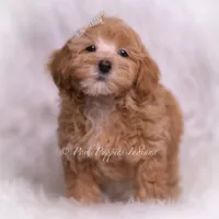 Tiana, a female Maltipoo for sale in Warsaw, IN – 2 of 6