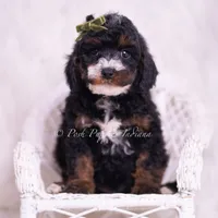Peanut, a male Poodle - Toy  for sale in Warsaw, IN – 3 of 5