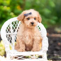 Pebblewhisk, a male Maltipoo for sale in Warsaw, IN – 6 of 7