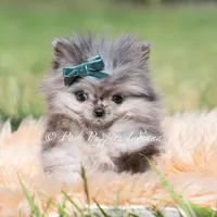 Cooper AKC TINY, a male Pomeranian for sale in Warsaw, IN – 2 of 7