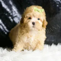Emrys, a male Maltipoo for sale in Warsaw, IN – Photo 1 of 4