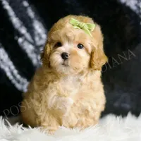 Emrys, a male Maltipoo for sale in Warsaw, IN – Photo 2 of 4
