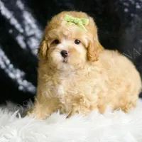 Emrys, a male Maltipoo for sale in Warsaw, IN – Photo 3 of 4