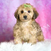 Trigger, a male Yorkipoo for sale in Warsaw, IN – Photo 1 of 5
