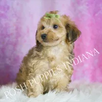 Trigger, a male Yorkipoo for sale in Warsaw, IN – Photo 5 of 5