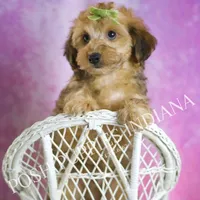 Trigger, a male Yorkipoo for sale in Warsaw, IN – Photo 3 of 5