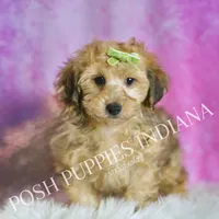 Trigger, a male Yorkipoo for sale in Warsaw, IN – Photo 4 of 5