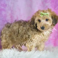 Trigger, a male Yorkipoo for sale in Warsaw, IN – Photo 2 of 5