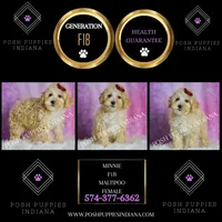 minnie, a female Maltipoo for sale in Warsaw, IN – 2 of 9