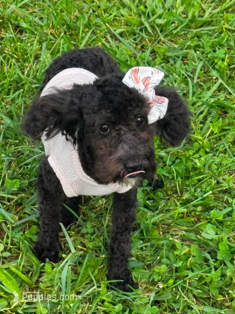 Dee dee AKC – Poodle - Toy  puppy for sale in Warsaw, IN