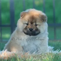 Meesha, a female Chow Chow for sale in Warsaw, IN – 7 of 10