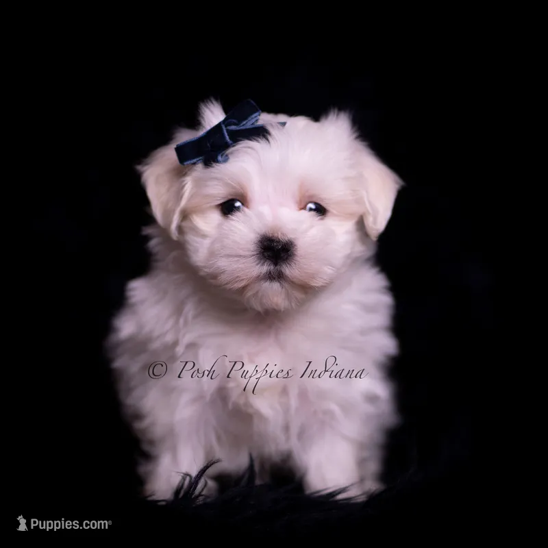 tatertot – Maltese puppy for sale in Warsaw, IN