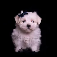 tatertot, a male Maltese for sale in Warsaw, IN – 1 of 10