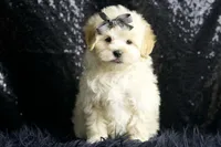 Uko, a male Maltipoo for sale in Warsaw, IN – Photo 3 of 7