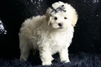 Uko, a male Maltipoo for sale in Warsaw, IN – Photo 7 of 7