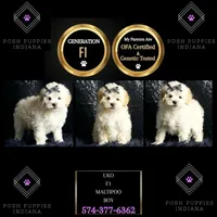 Uko, a male Maltipoo for sale in Warsaw, IN – Photo 5 of 7