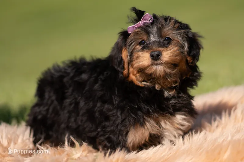 Ziggy – Yorkshire Terrier, Poodle - Toy  puppy for sale in Warsaw, IN