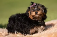 Ziggy, a male Yorkshire Terrier and Poodle - Toy  for sale in Warsaw, IN – 1 of 5