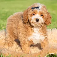 Pluto, a male Poodle - Toy  for sale in Warsaw, IN – 5 of 6