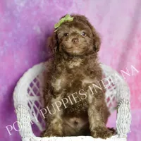 dillie, a male Poodle - Toy  for sale in Warsaw, IN – 5 of 6