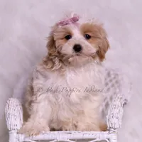 Willow, a female Maltipoo for sale in Warsaw, IN – 2 of 6