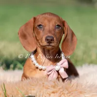 Moxie AKC, a female Miniature Dachshund for sale in Warsaw, IN – 1 of 3
