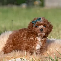 Tiny Waffles, a female Miniature Goldendoodle for sale in Warsaw, IN – 4 of 6
