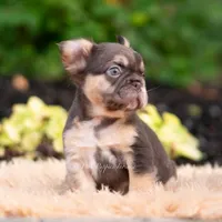 Baby Yoda AKC, a female French Bulldog for sale in Warsaw, IN – 2 of 10