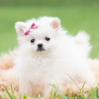 Twinkle pop AKC, a female Pomeranian for sale in Warsaw, IN – 6 of 6
