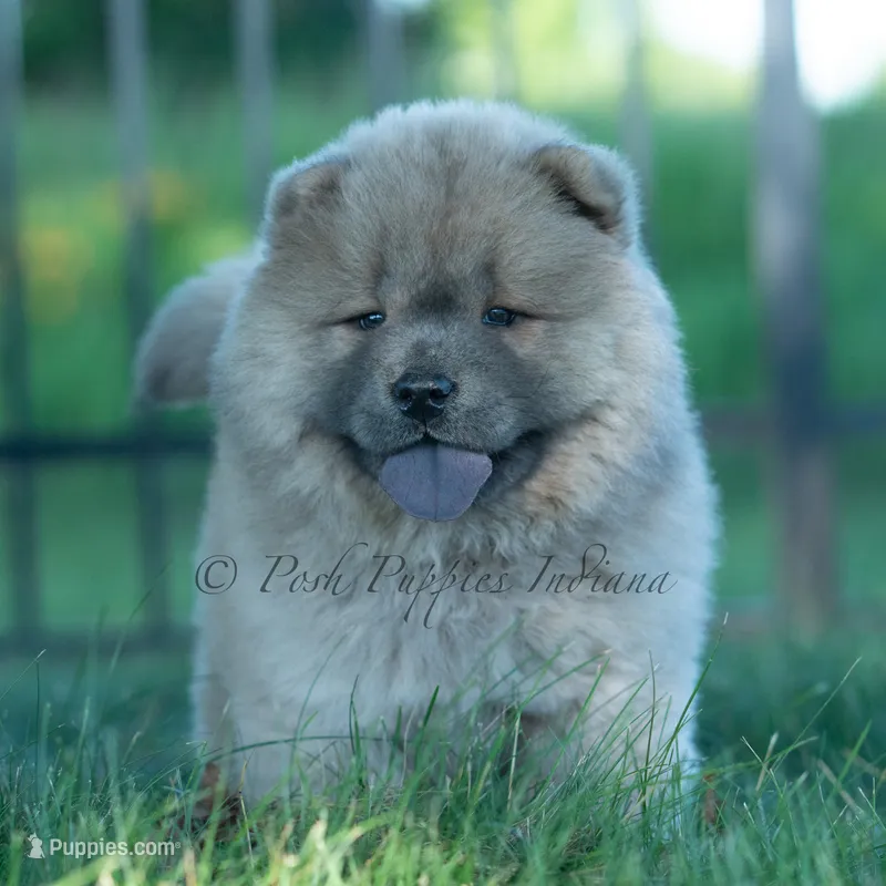 Bouji – Chow Chow puppy for sale in Warsaw, IN