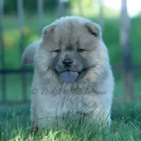 Bouji, a female Chow Chow for sale in Warsaw, IN – 1 of 10