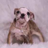 Verushka AKC, a female English Bulldog for sale in Warsaw, IN – 4 of 7