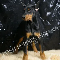 AKC Euro Mercedes CLEAR HEALTH, a female Doberman Pinscher for sale in Warsaw, IN – Photo 3 of 5