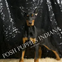 AKC Euro Mercedes CLEAR HEALTH, a female Doberman Pinscher for sale in Warsaw, IN – Photo 4 of 5