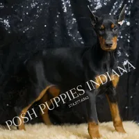 AKC Euro Mercedes CLEAR HEALTH, a female Doberman Pinscher for sale in Warsaw, IN – Photo 1 of 5