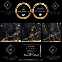 AKC Euro Mercedes CLEAR HEALTH, a female Doberman Pinscher for sale in Warsaw, IN – Photo 5 of 5