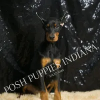 AKC Euro Mercedes CLEAR HEALTH, a female Doberman Pinscher for sale in Warsaw, IN – Photo 2 of 5