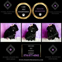 Dee dee, a female Poodle - Toy  for sale in Warsaw, IN – 6 of 8