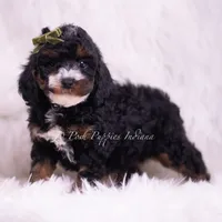 Peanut, a male Poodle - Toy  for sale in Warsaw, IN – 5 of 5