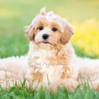 twila, a female Poodle - Toy  for sale in Warsaw, IN – 6 of 8