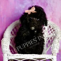 Dee dee, a female Poodle - Toy  for sale in Warsaw, IN – 7 of 8